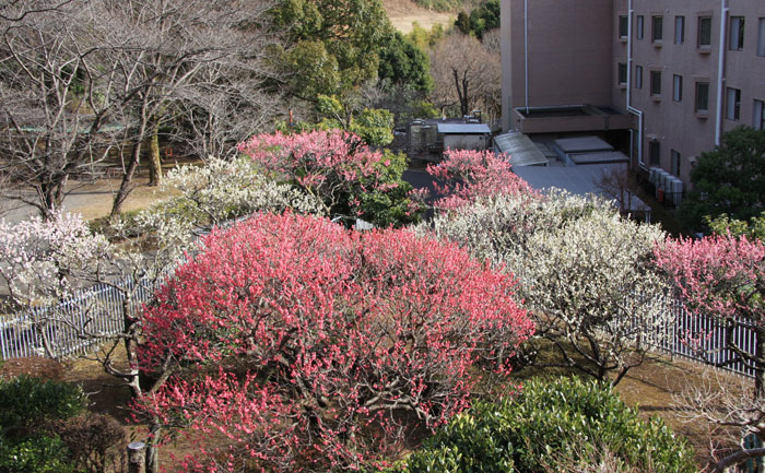 四季の植物