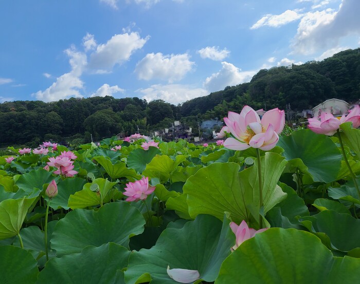 蓮の花ドライブ