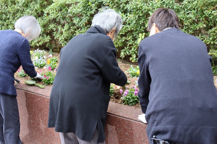 チューリップの球根植え