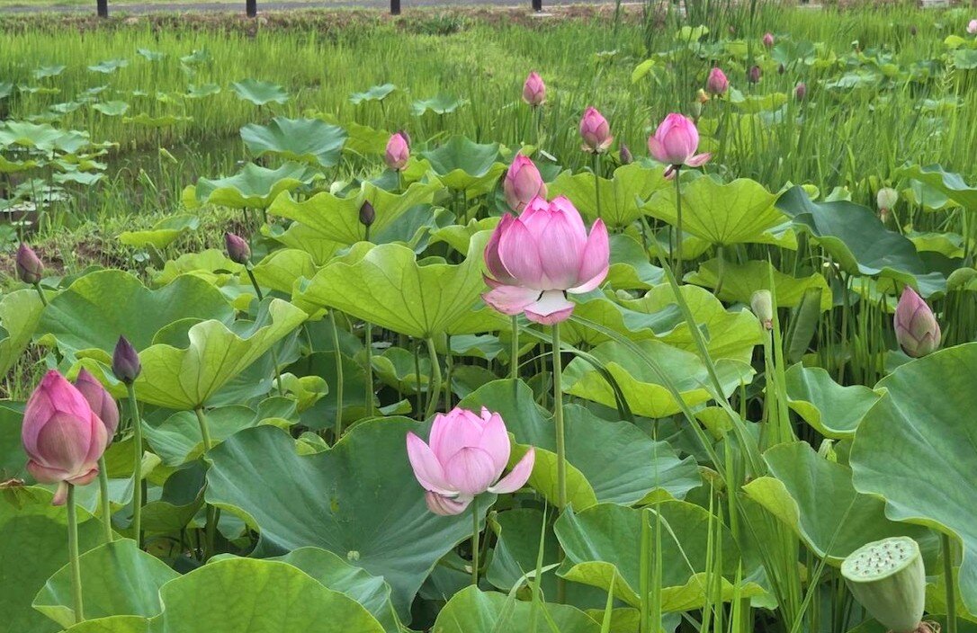 蓮池でほっとひと息