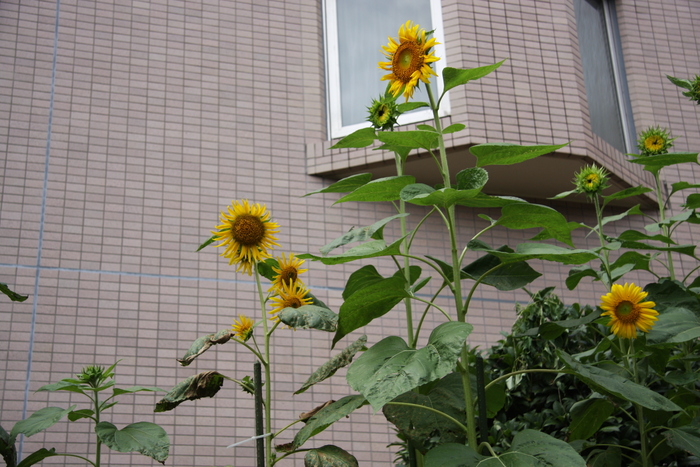 IMG_3768.JPG