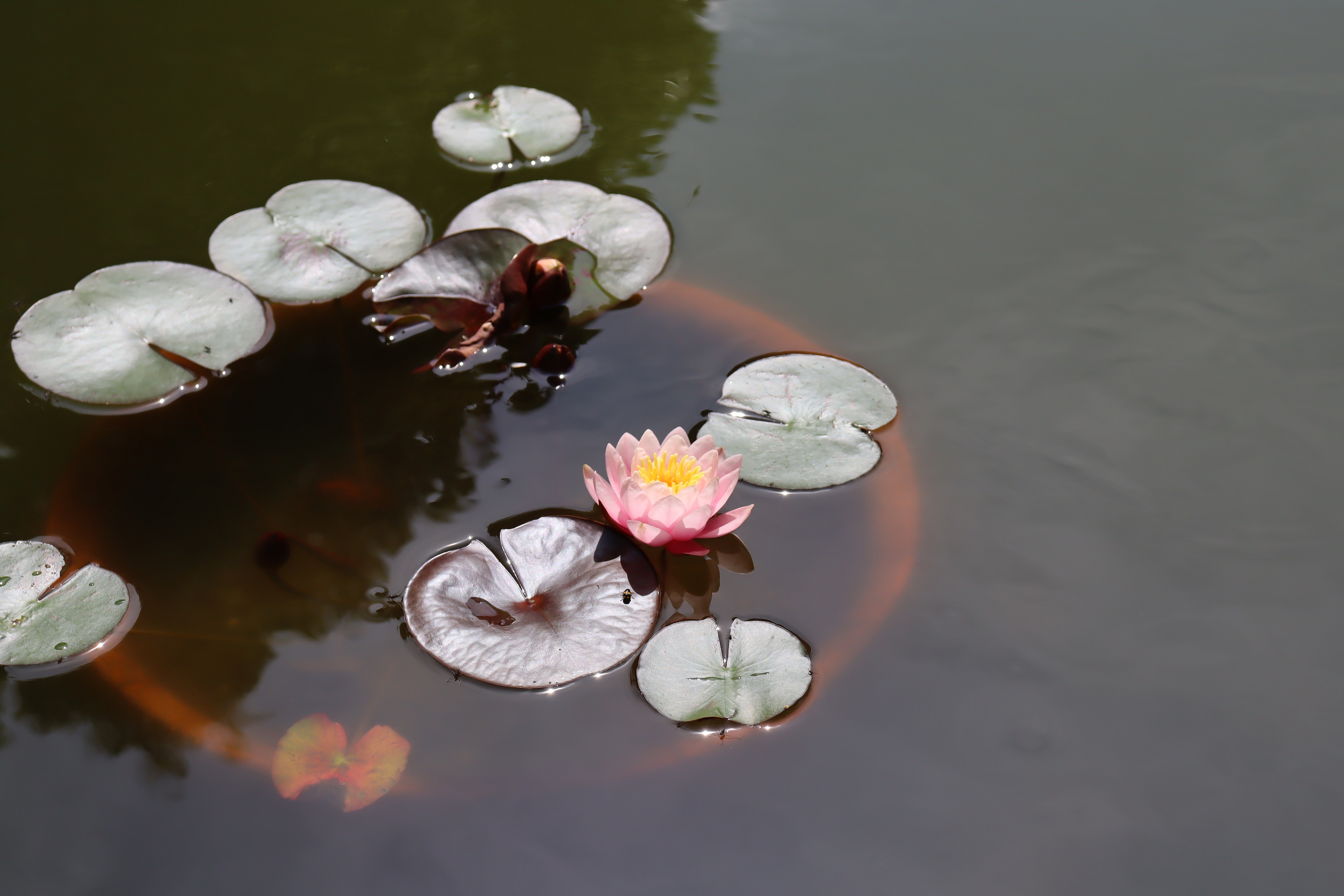 花言葉は「信頼」