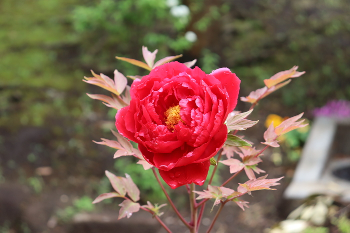 IMG_4271.JPG