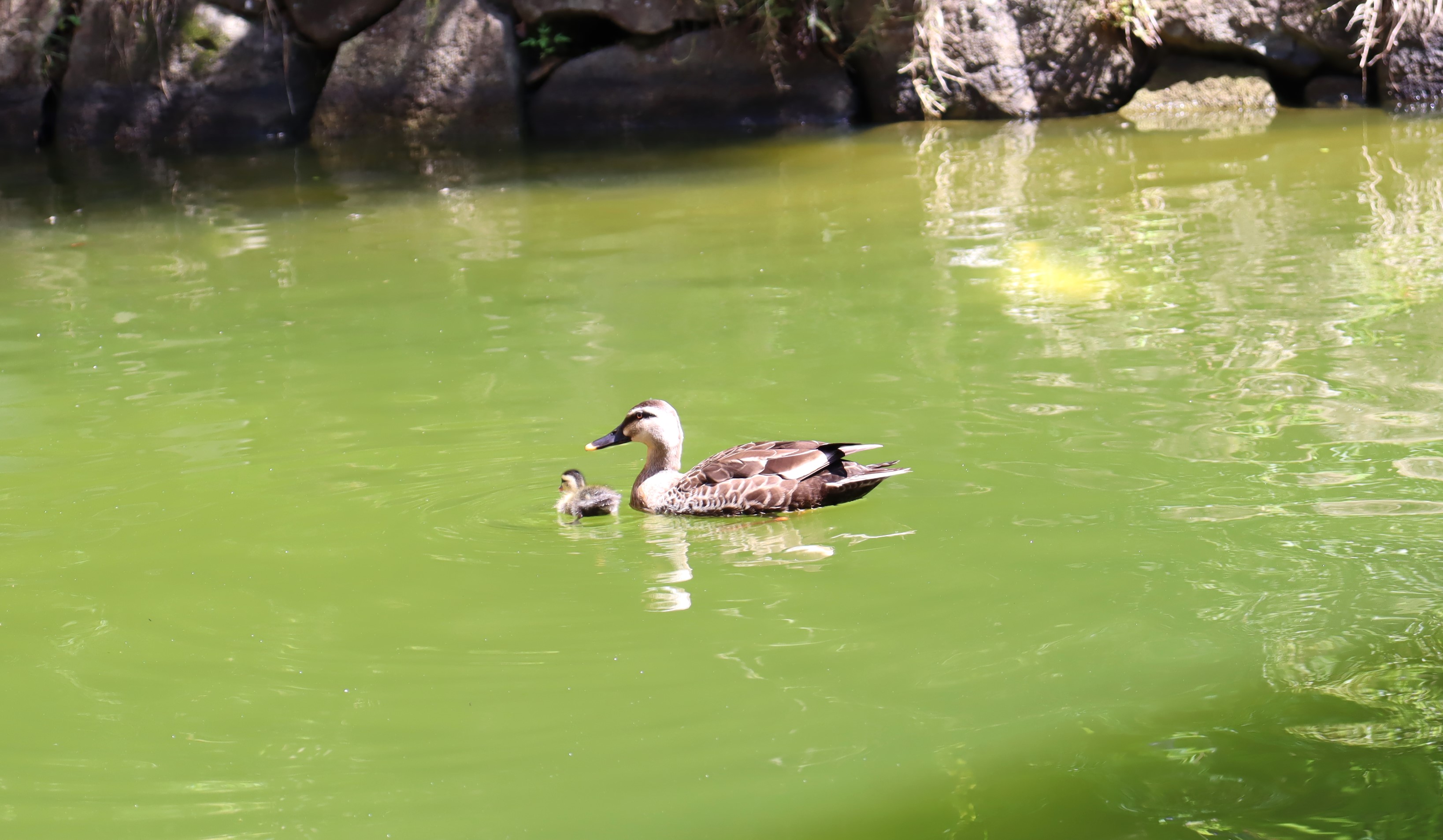 IMG_453601.JPG