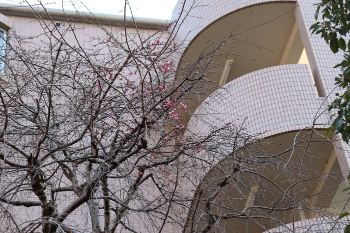 しだれ桜、開花