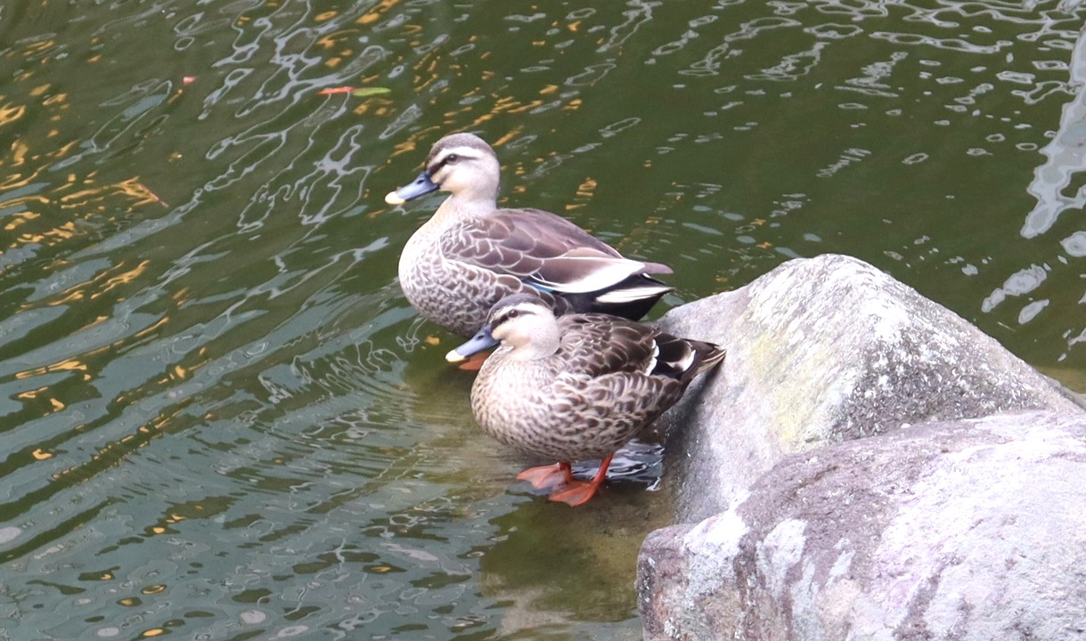 待っていました！